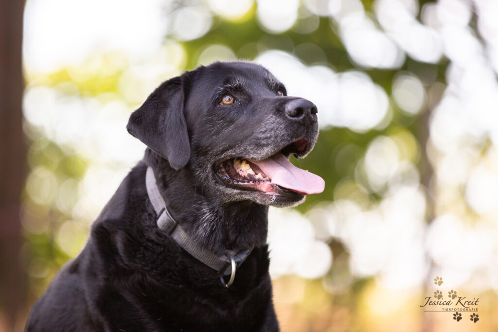 Warum Fehler im Hundetraining okay sind: Lernchancen für dich und deinen Hund