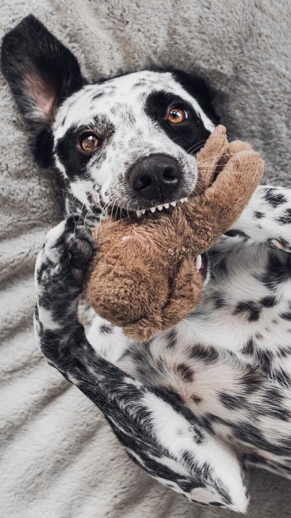 Die richtigen Erwartungen an das Hundetraining setzen: Realistisch, geduldig und positiv bleiben